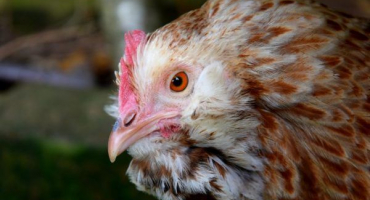 Francouzská kuřata plemene faverole